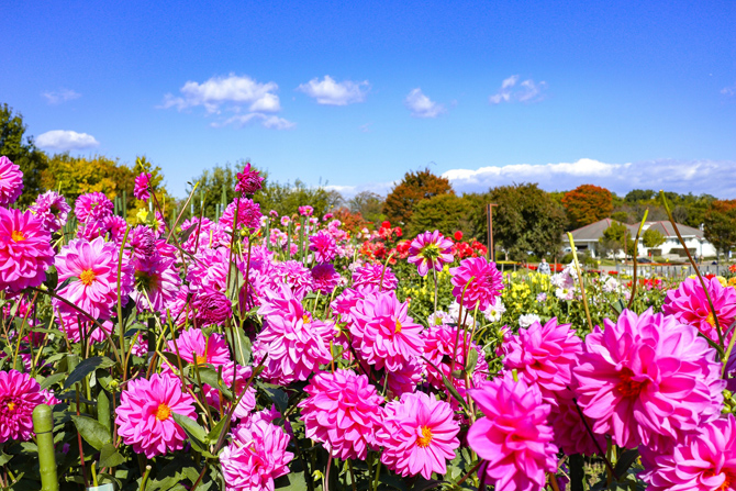 県営馬見丘陵公園