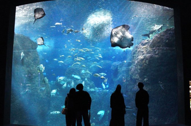 【関東】カップルにおすすめのデートスポット19選!水族館や博物館などを紹介