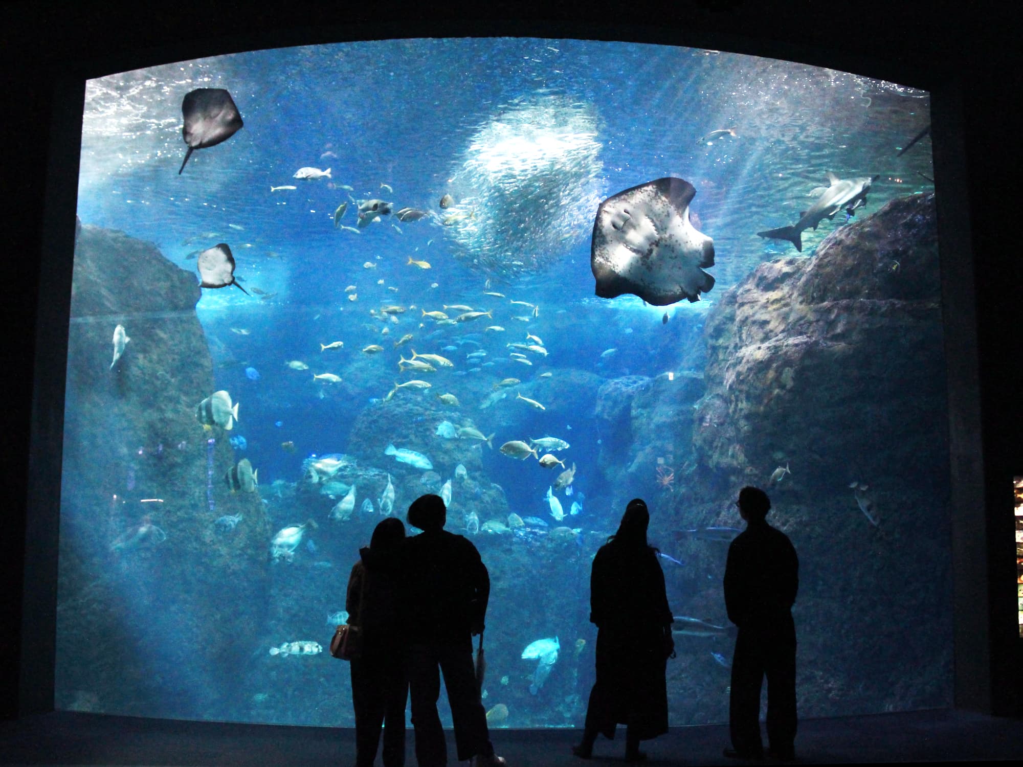 （画像提供：新江ノ島水族館）