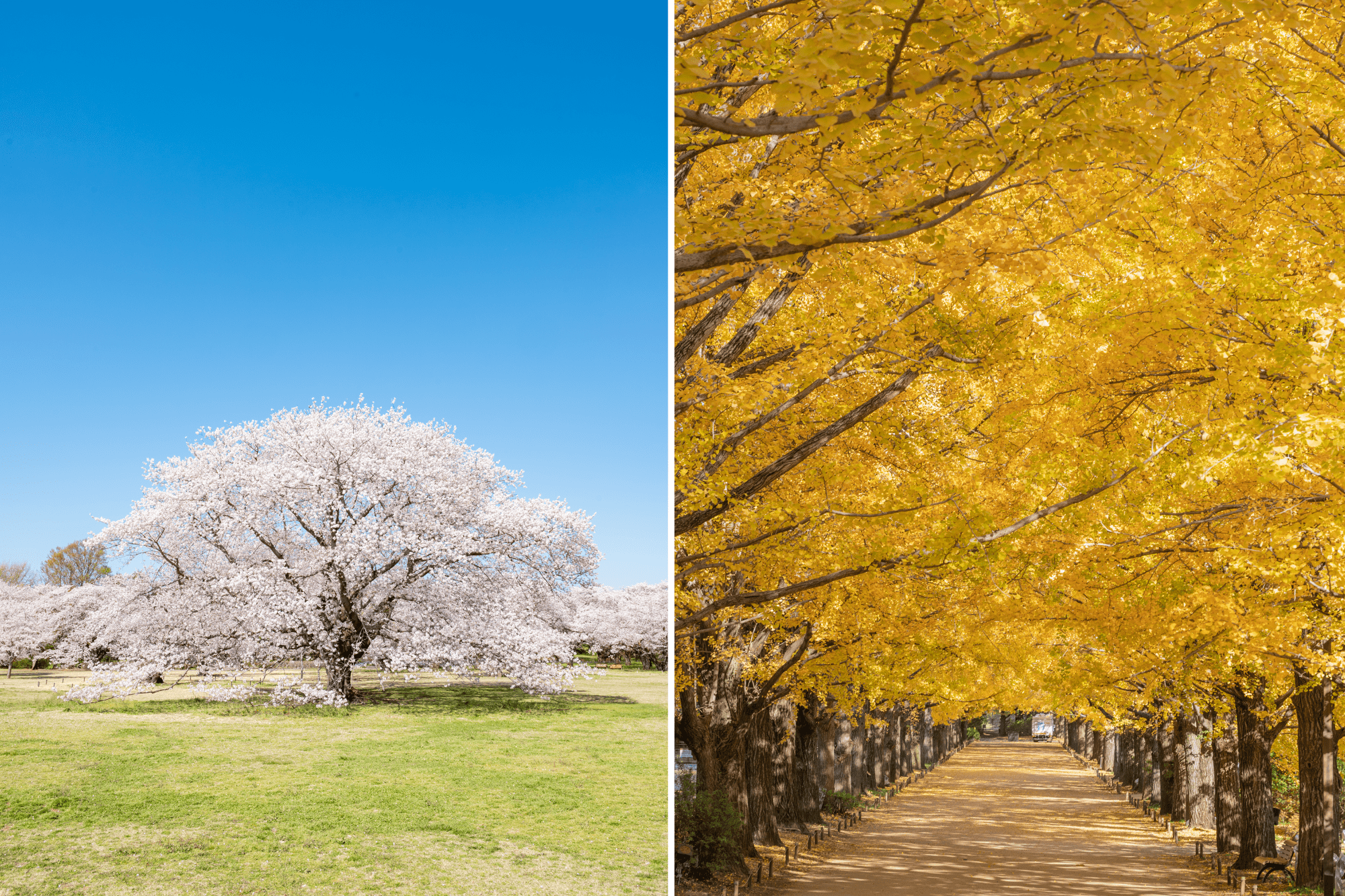 （画像提供：国営昭和記念公園）