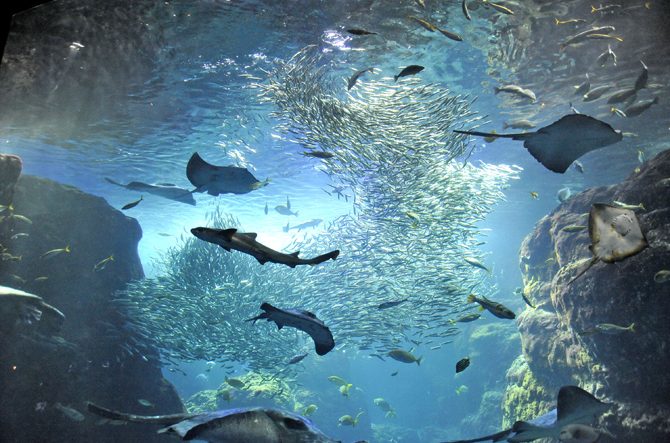 江の島観光におすすめ「1日モデルコース」!定番スポットや絶景・グルメで江の島を満喫