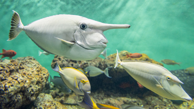 葛西臨海水族園