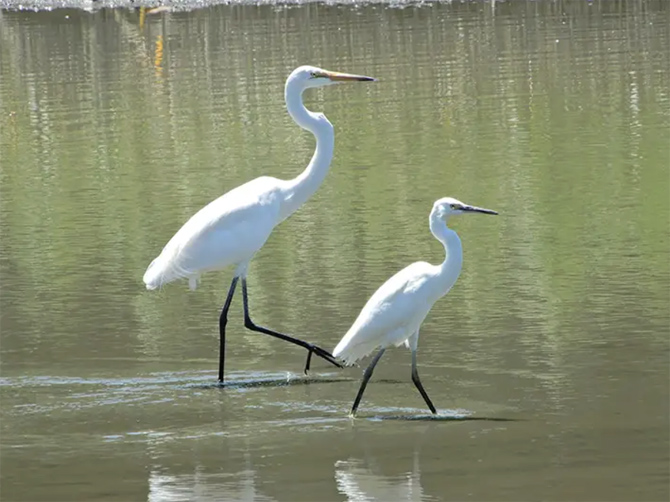 鳥類園