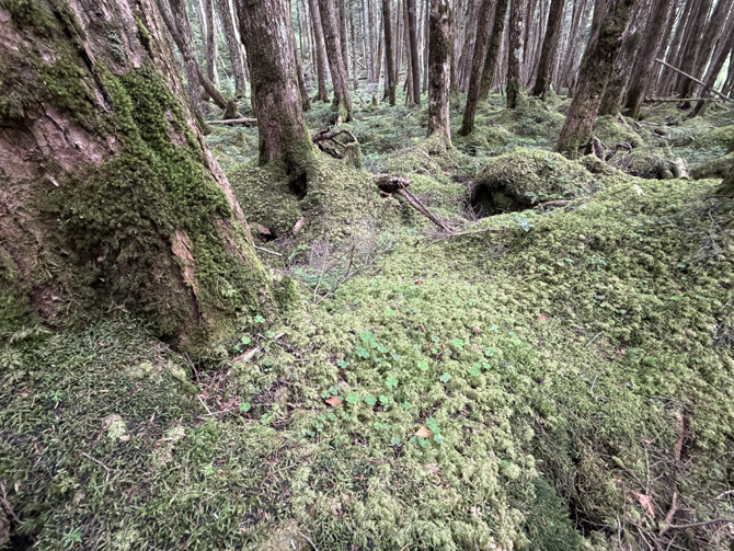 苔の森