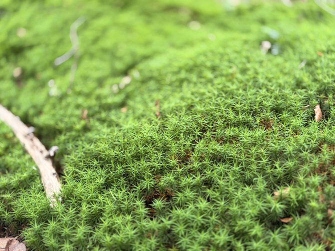 苔の森