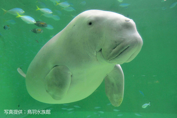 鳥羽水族館